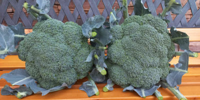 Brokula zu verkaufen, ca. 2 Tausend. Stücke Sandomierz Bezirkskontakt