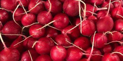 Hello, I am selling radish, price to be agreed