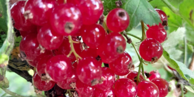 I will sell a high-quality red currant variety Rondom