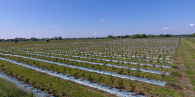 Das ukrainische Landwirtschaftsunternehmen „Eco Park“ wurde 2015 gegründet. Hohe