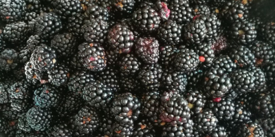 Unsprayed blackberries, treated only with natural fertilizer, of the