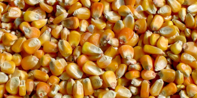 Corn, harvest 2021, produced in Ukraine Moisture: not more