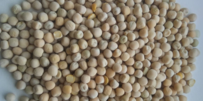 Groch Żółty /Yellow peas can be re-cleaned for human consumption or for feed purpose
Purity from 90%-99,5%
Packaging: Bulk load, big bagsor 25kg bags 
Oring: PL, EU