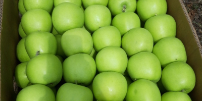 SELL FROZEN FRUITS FRESH APPLES GOLDEN DELICIOUS, PRICE - CENY ROLNICZE, Agro-Market24