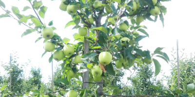 SELL INDUSTRIAL FRUITS FRESH APPLES GOLDEN DELICIOUS, PRICE - AGRICULTURAL EXCHANGE, Agro-Market24