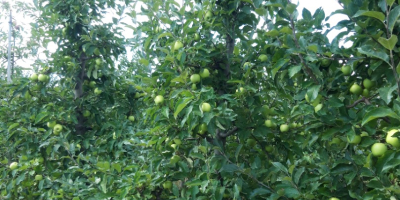 SELL FRESH FRUITS FRESH APPLES GOLDEN DELICIOUS, PRICE - AGRICULTURAL ADVERTISEMENTS, Agro-Market24