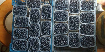 SELL FRESH FRUITS FRESH BERRY, PRICE - INTERNATIONAL AGRICULTURAL EXCHANGE, Agro-Market24