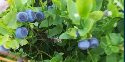 I am selling wild blueberries, freshly picked from the