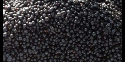 I am selling wild blueberries, freshly picked from the