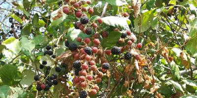 I sell wild organic blackberries hand-picked one by one