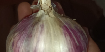 Ich werde mehr Knoblauch von einem Kopf verkaufen, ungefähr