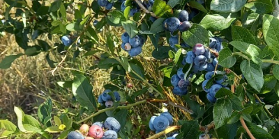 Hello, I am selling blueberry fruit. Chandler, Duke, Bluecrop