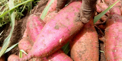 Complete Farmer bietet hochwertige frische Süßkartoffeln aus Ghana Süßkartoffel