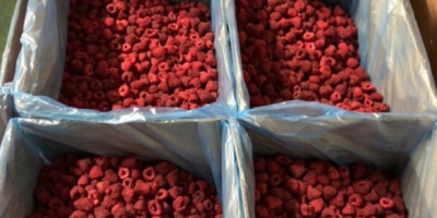 In stock we have Raspberry polo-fabricated, packed in 10kg