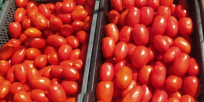 I will sell tasty Lima tomatoes