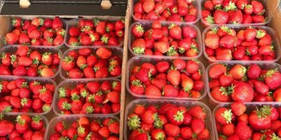 For sale wholesale quantities of Harmony dessert strawberries. Firm,