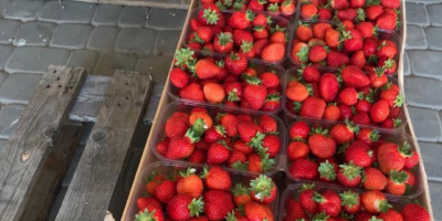 For sale wholesale quantities of Harmony dessert strawberries. Firm,