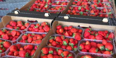 Großhandelsmengen an San-Andreas-Desserterdbeeren zum Verkauf. Feste, frische, tägliche Ernte.