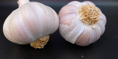 Organic garlic from our own breeding Still 500kg in
