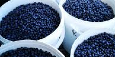 Wild blueberries brought from the small mountain organically picked