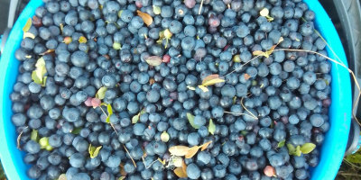 Wild blueberries brought from the small mountain organically picked