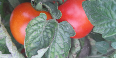 I will sell ground tomatoes, price 4 PLN per