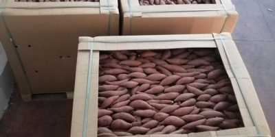 Egyptian Sweet Potato from HNTS Group. Sizes: M, L1,