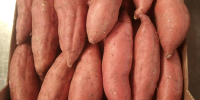 Egyptian Sweet Potato from HNTS Group. Sizes: M, L1,