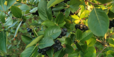 Ciao. Vendo frutta fresca di aronia. La piantagione viene