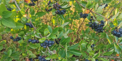 Ciao. Vendo frutta fresca di aronia. La piantagione viene