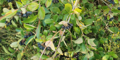 Ciao. Vendo frutta fresca di aronia. La piantagione viene