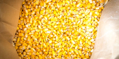 Mais giallo Specifica di mais/mais giallo: Nome del prodotto