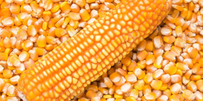Żółta kukurydza Specyfikacja żółtej kukurydzy/kukurydzy: Nazwa towaru - Żółta