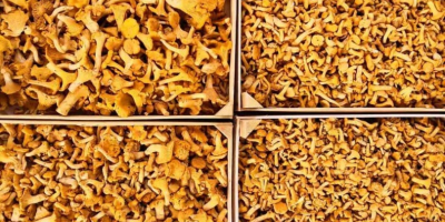 we offer Fresh Chanterelles weekly! We do sorting in