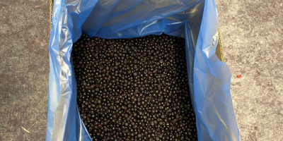 IQF frozen wild blueberry is available! Please contact us