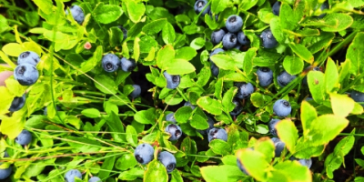 I will sell fresh blueberries straight from the forest,