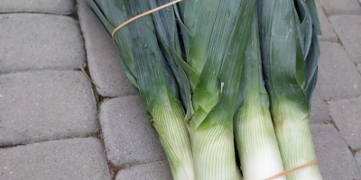 I have a large amount of leeks from my
