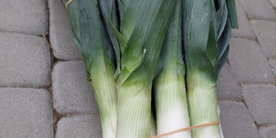 I have a large amount of leeks from my