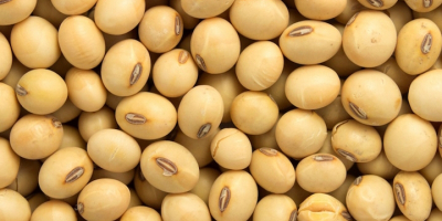 We are bulk exporters and suppliers of Bénin Soybean