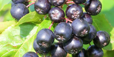 Vendo aronia stagionale