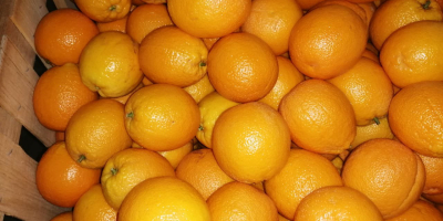 Предлагаме марокански &quot;Valencia late&quot; портокали на специални цени. Контролирано
