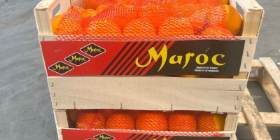 Wir bieten marokkanische Valencia late Orangen zu Sonderkonditionen. Kontrollierte