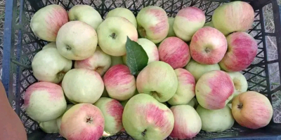 Продајем органско воће и поврће: јабуке, суве шљиве, паприке,