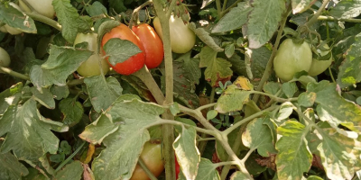 Ich verkaufe Bio-Obst und -Gemüse: Äpfel, Pflaumen, Paprika, Tomaten,