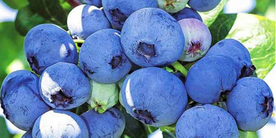 I will sell lower quality blueberry, post-harvest waste is
