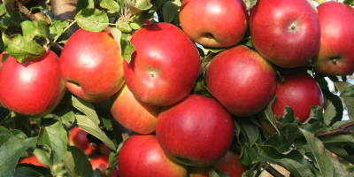 I will sell organic apples with a certificate. Harvest