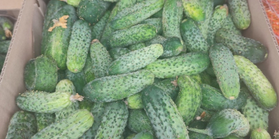 I will sell amarok cucumbers, 600kg-800kg