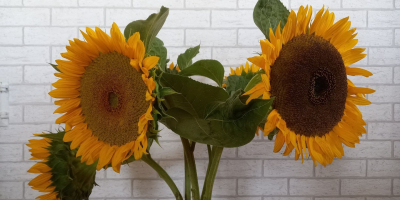 I offer sunflowers from my own cultivation with delivery