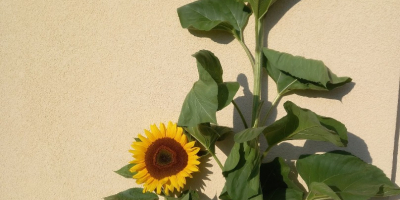 I offer sunflowers from my own cultivation with delivery