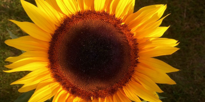 Ich biete Sonnenblumen aus eigenem Anbau mit Lieferung an